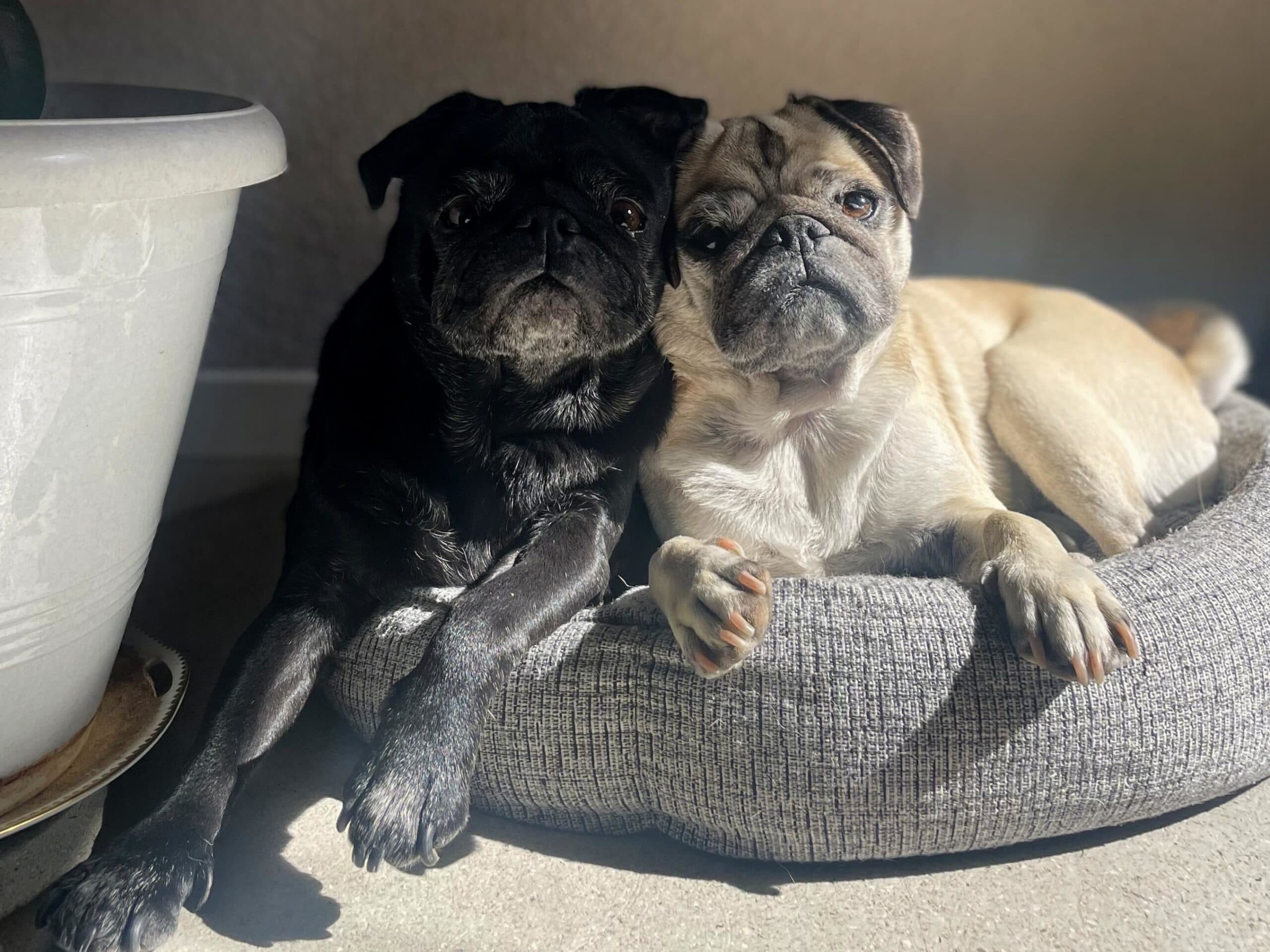 サマースクールとサマーキャンプはほぼ同じ？夏休みプログラムの実態をまとめてみた