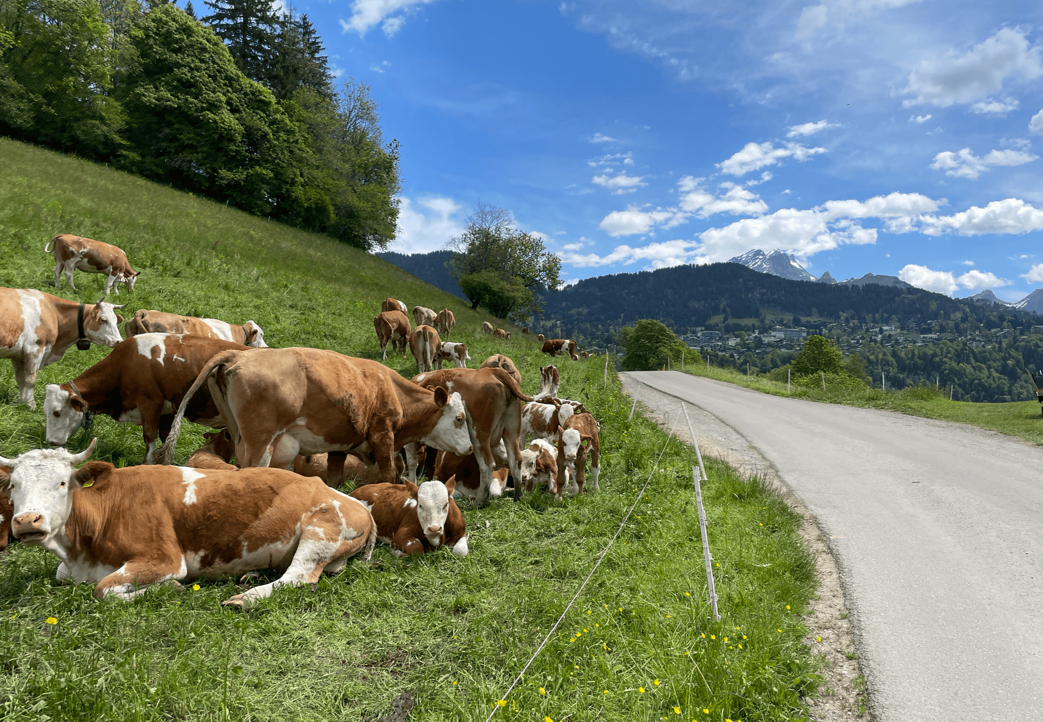 スイス プレ・フルーリで育む「自分の言葉」日本語教師インタビュー